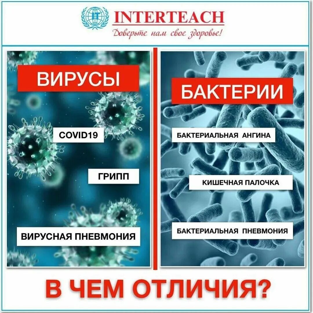 Чем отличается вирус. Вирусы и бактерии. вирусы и бактерии отличия. различия вирусов и бактерий. вирусы и бактерии в чем разница.