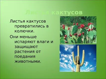 Внешнее строение кактуса