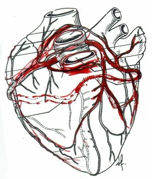 Слепое сердце это. Артерия рисунок. Сердце и сосуды рисунок.