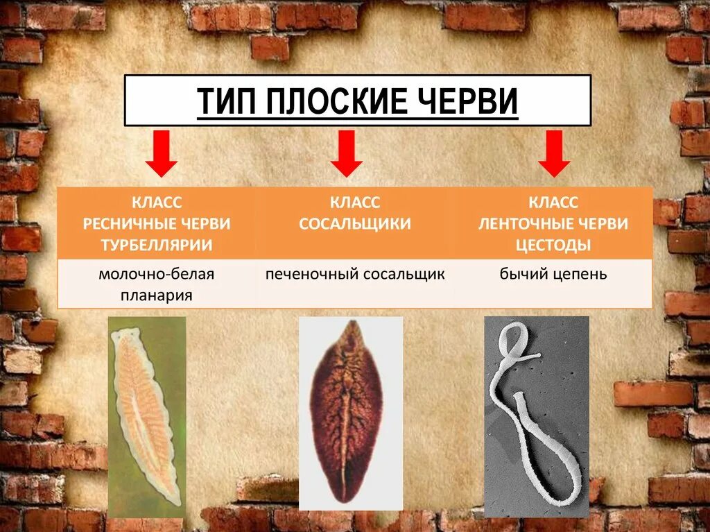 Систематика типа плоских червей. Классификация червей. Классификация плоских червей. Классификация червей таблица.