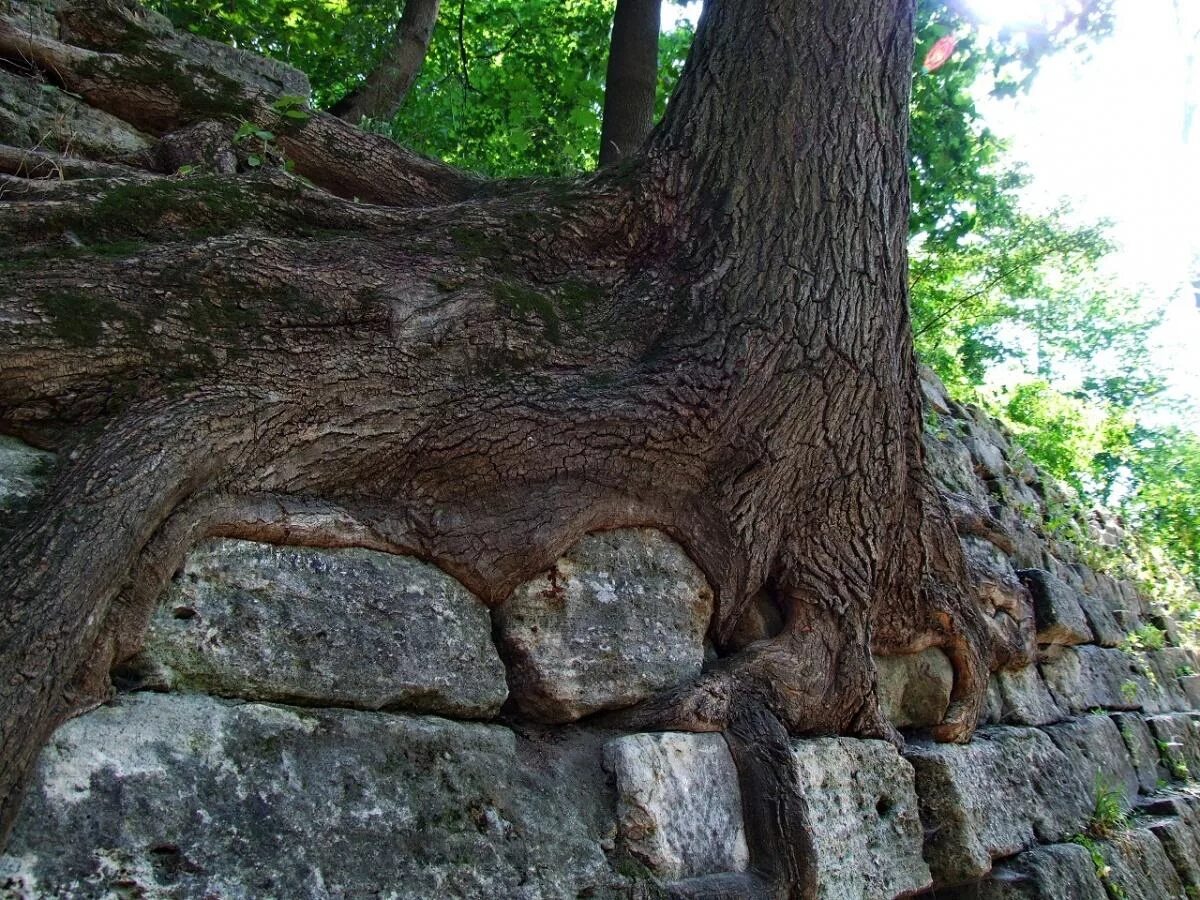 Камень дерева. И на камнях растут деревья. Каменное дерево. Дерево выросло на Камне. Дерево сквозь камень.