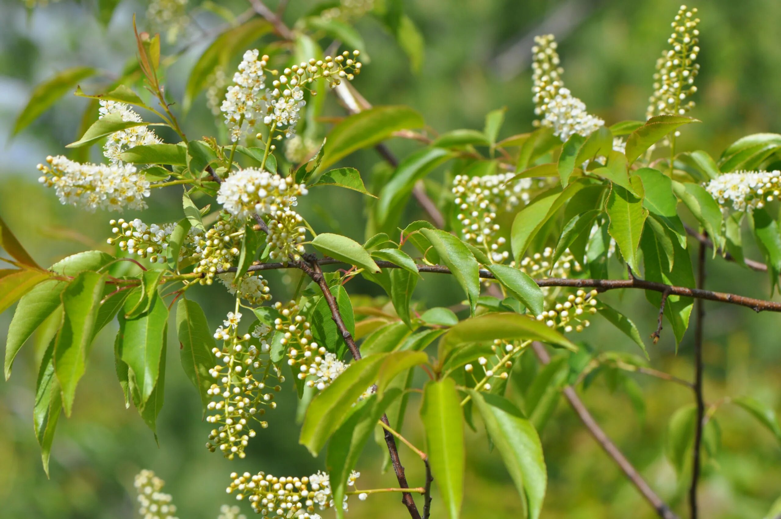 Дерево черемухи. Черемуха Сьори. Черемуха поздняя (Prunus serotina). Американская черемуха. Черёмуха обыкновенная дерево.