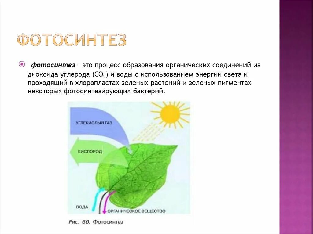 Рисунок фотосинтеза. Фотосинтез листа схема. Фотосинтез растений 3 класс. Процесс фотосинтеза у растений схема. Фотосинтез 5 класс биология.