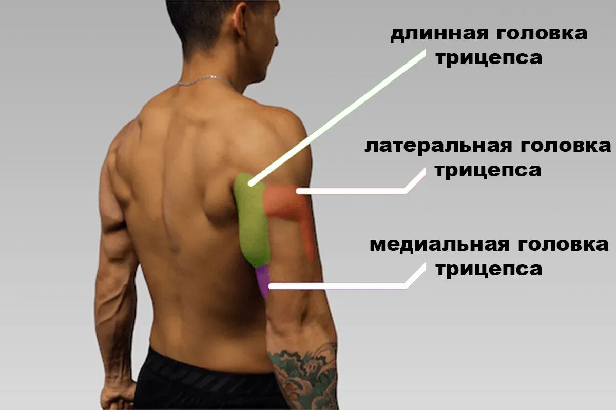 Трицепс это какая. Трицепс это какая. Трицепс анатомия мышц. Бицепс и трицепс анатомия. Трицепс строение мышцы.