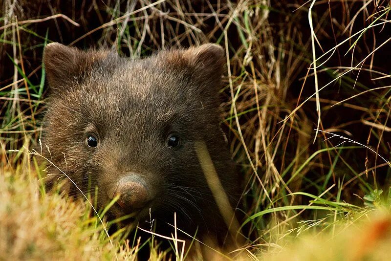 Wombat перевод. Северный шерстоносый вомбат. Квинслендский вомбат. Вомбат в норе. Вомбаты вомбат в норе.