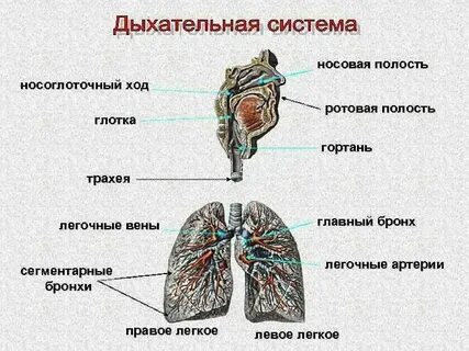 Какие органы дыхания у простейших