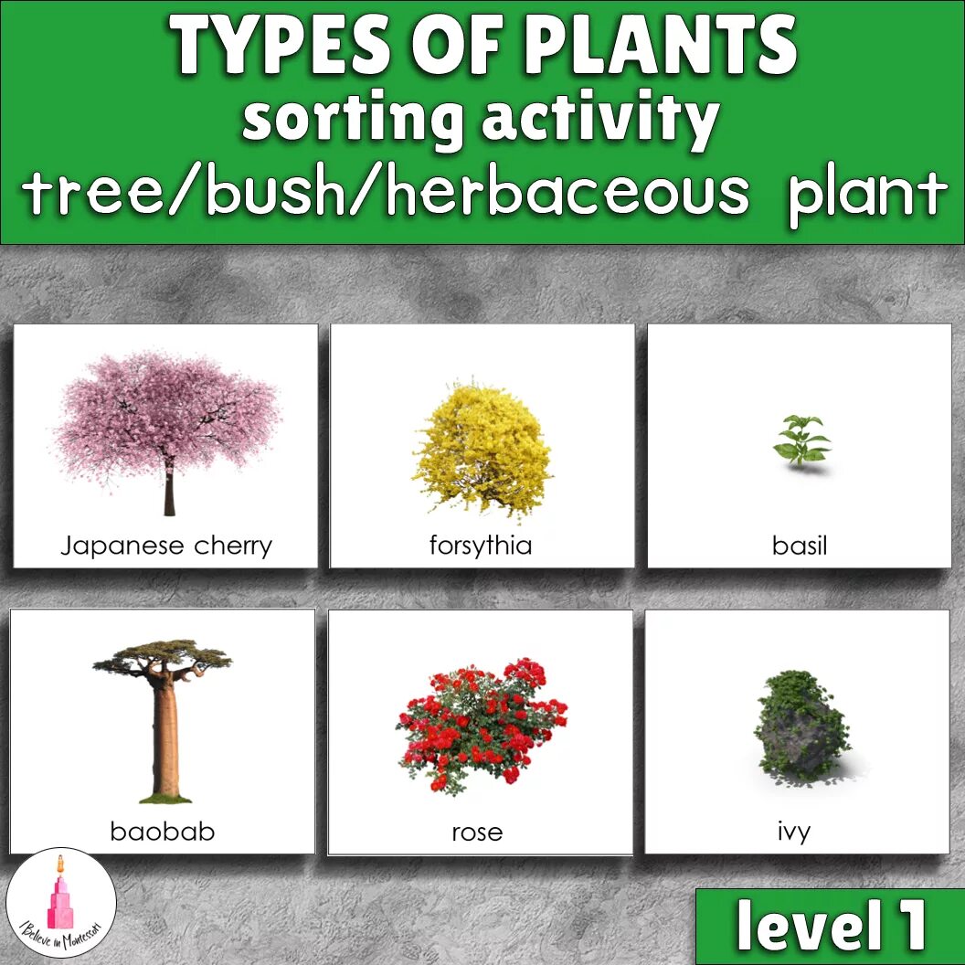 Types of Plants. Types of Plants for Kids. Related дерево. Plants Type Worksheet. Kinds of trees