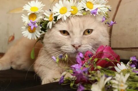 Кот лелик