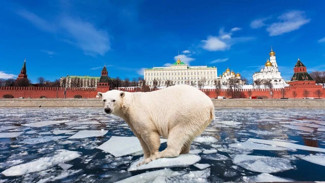 Россия картинки. Медведь на красной площади. Что интересного в России. Медведь на фоне Кремля. Хочу про россию