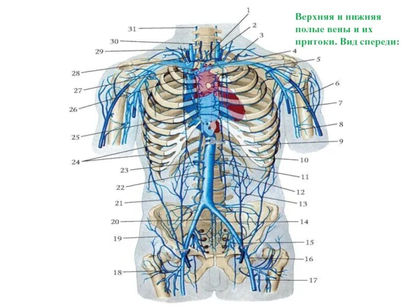 Нижняя полая вена образуется. Верхняя полая Вена анатомия притоки. Система верхняя полая Вена. Подключичная Вена верхняя полая Вена. Система верхней полой вены анатомия.