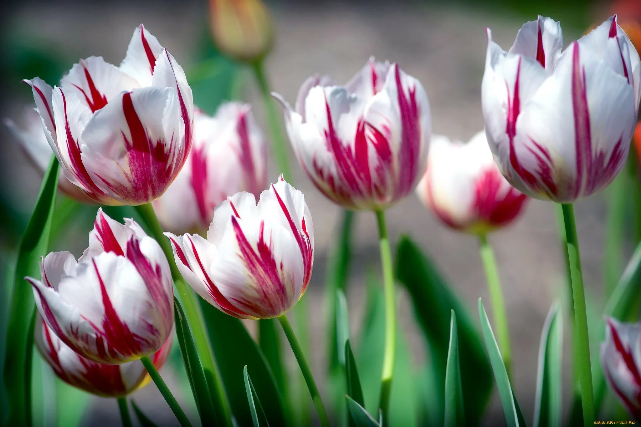 Тюльпан тип цветка. Тюльпан тип цветка. Тюльпан бастер ред. Цветы похожие на тюльпаны. Тюльпан уоллфлауэр.