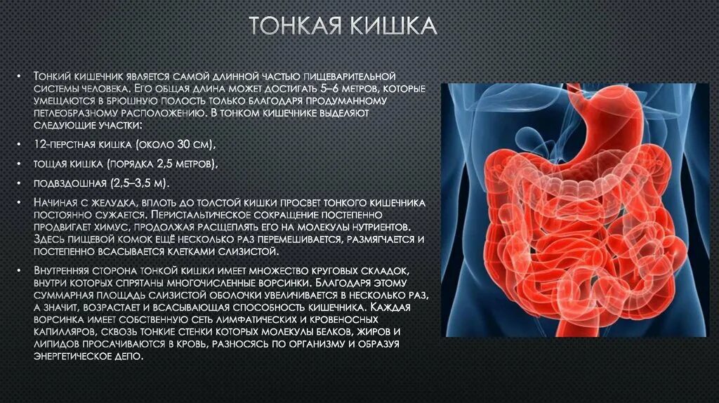 Симптомы рака кишки. Опухоль тонкого кишечника. Карцинома тонкого кишечника. Онкология тонкого кишечника.
