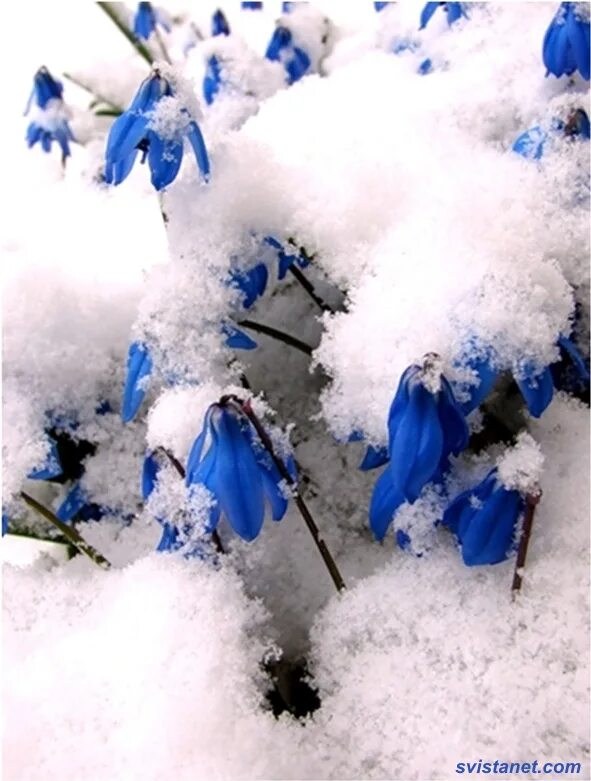 Первоцветы пролеска снег. Под снегом голубым. Голубые первоцветы пролески. Цветы в снегу. Под снегом голубым.