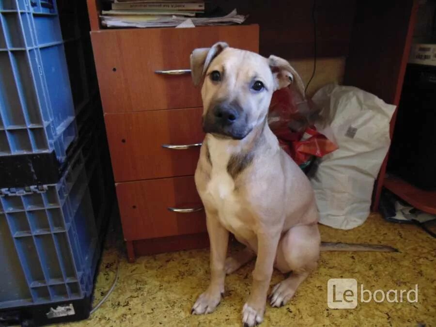 Американский питбуль 2 месяца. Питбультерьер щенок 6 месяцев. Американский питбультерьер. 5 месяца. Месячные щенки питбуля.