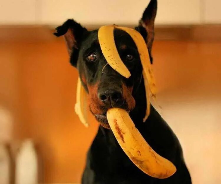 Можно собакам давать бананы. Собака банан. Собака из банана. Пес банан.