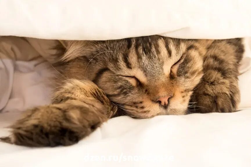 Кошка любит одеяло. Мейн кун в кровати под одеялом..