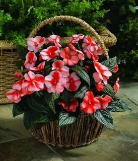 Самые красивые комнатные