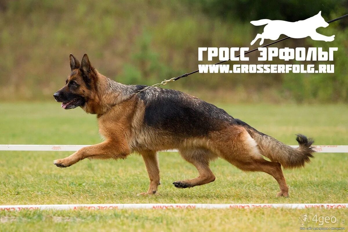 немецкие овчарки питомник хаус