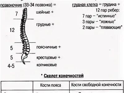 Скелет туловища. Скелет туловища включает схема. Скелет туловища состоит таблица. Блок схема скелет туловища. Характеристика скелета туловища.