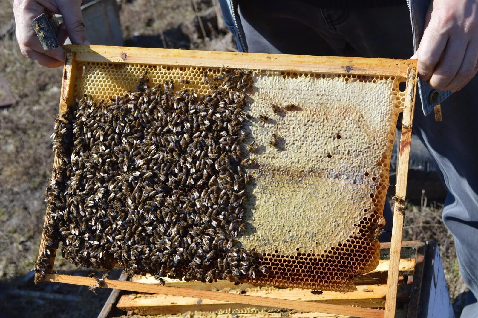 Подкормка пчел. Подкорм пчел. Пчеловодстве для подкормки пчёл. Кормежка для пчел. Весенняя подкормка пчел сиропом