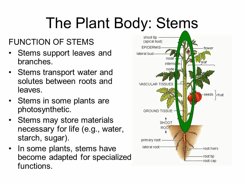 Parts of plants and trees презентация. Node plant. Из чего состоит растение. A plant перевод. Parts of plants for kids.