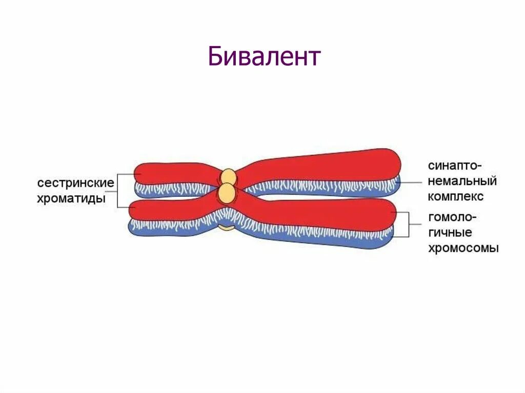 Образование двухроматидных хромосом спирализация хромосом. Мейоз сестринские хроматиды. Бивалент. Биваленты хромосом. Биваленты хромосом в мейозе.