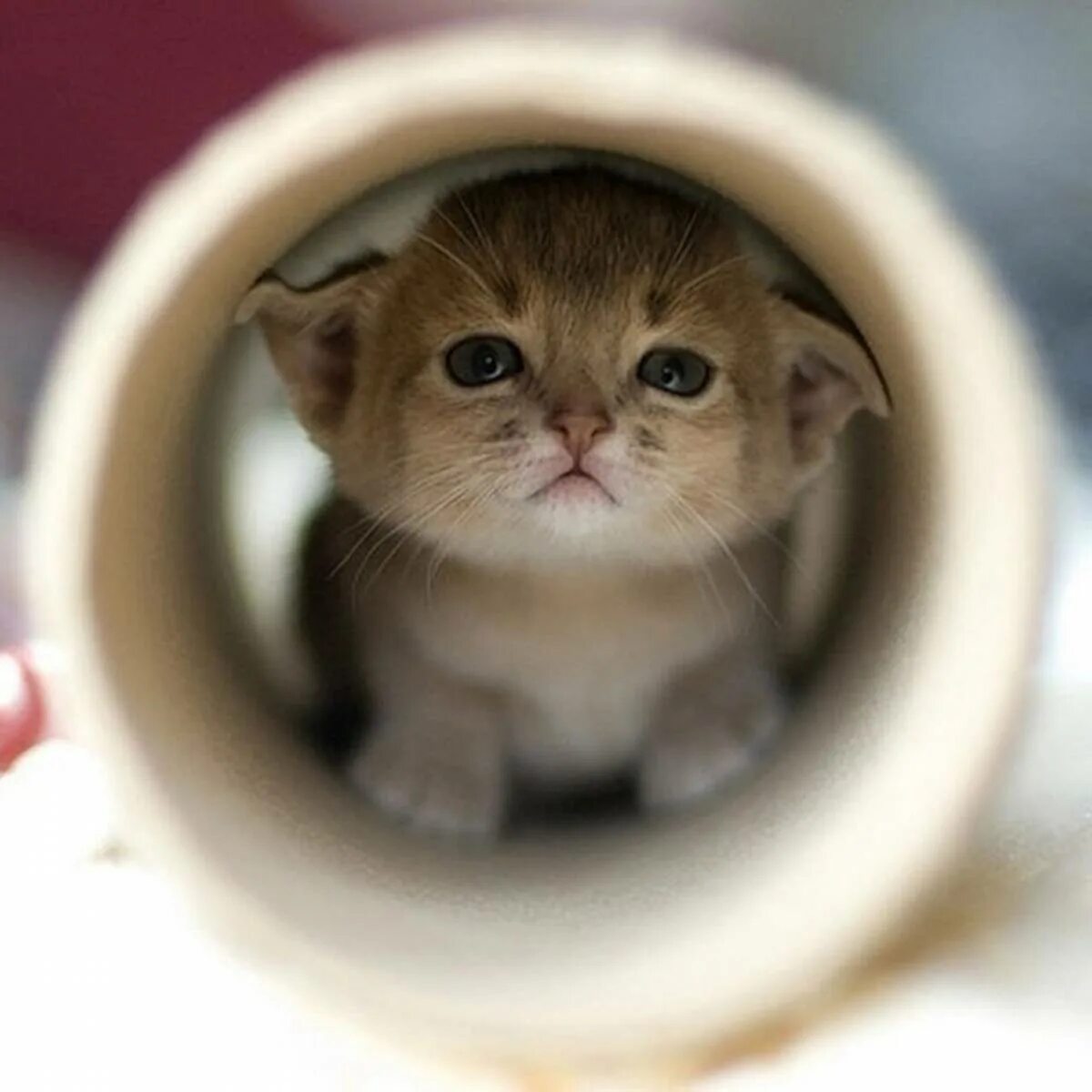 Очень смешной котенок. Смешные котята. прикольные милые котята. милый смешной котик. милые смешные котята.