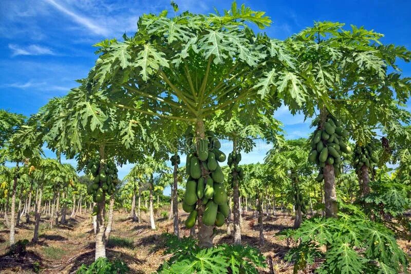 Grow Your Own Papaya Tree and Enjoy Fresh Fruits