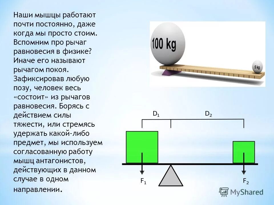 Что представляет собой рычаг физика 7 класс. Равновесие в физике. Равновесие рычага. Из чего состоит рычаг. Система рычагов скелета человека.