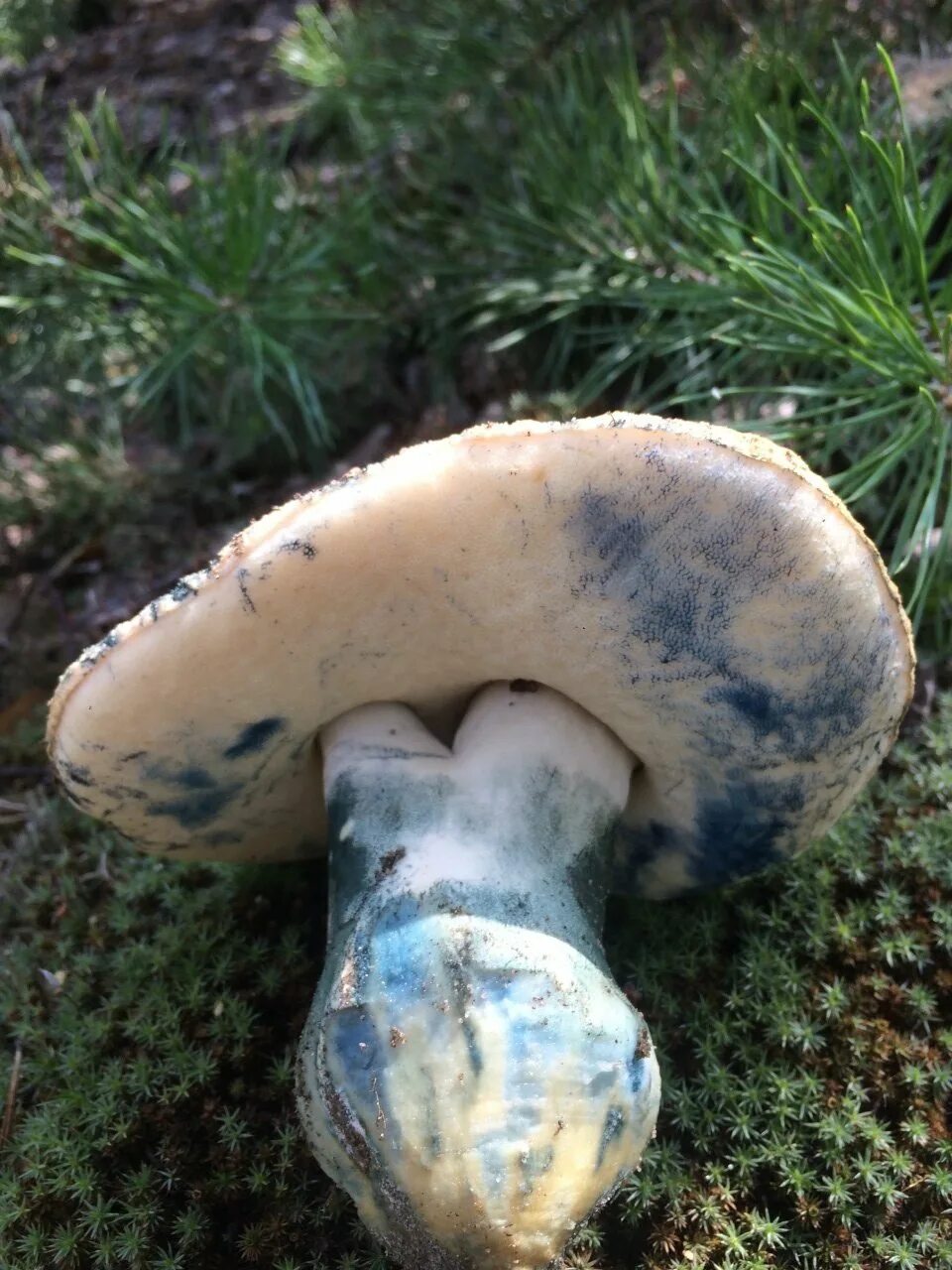 Гриб синяк как выглядит The evidence is brief facts. Hyroporus is blue or bruised. In deciduous and mixe