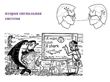Вторая сигнальная система действительности это
