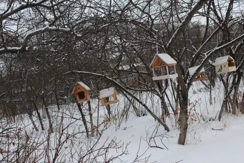 Акция кормушка