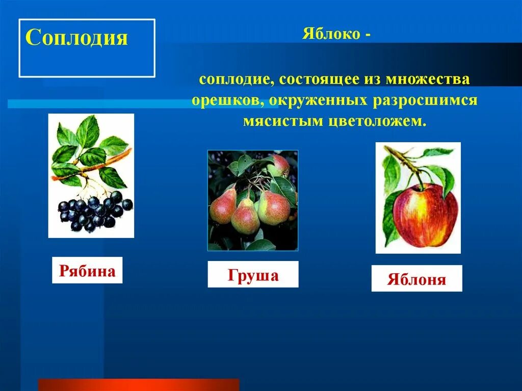 Плоды растений. Простой или сложный яблоко. Яблоко 5 класс. Плоды растений разнообразие. Загадка про яблоко.
