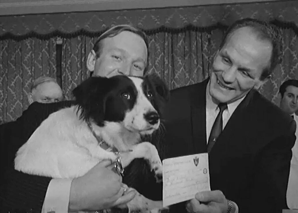 Красивые кубки для награждения. Кубок выставка собак. Красивый кубок. Победители выставки собак. Кубки и розетки для выставок собак.