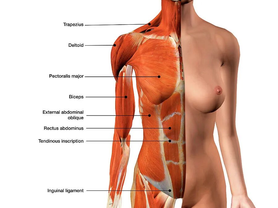 Части тела на груди. Мышцы женской грудной клетки. Мышцы грудины анатомия женщины. Грудные мышцы у женщин анатомия. Мышцы груди у женщин.