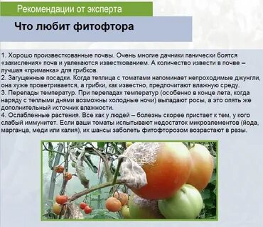 Моем теплицу из поликарбоната осенью от фитофторы