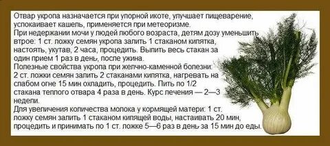 Сколько пить отвар
