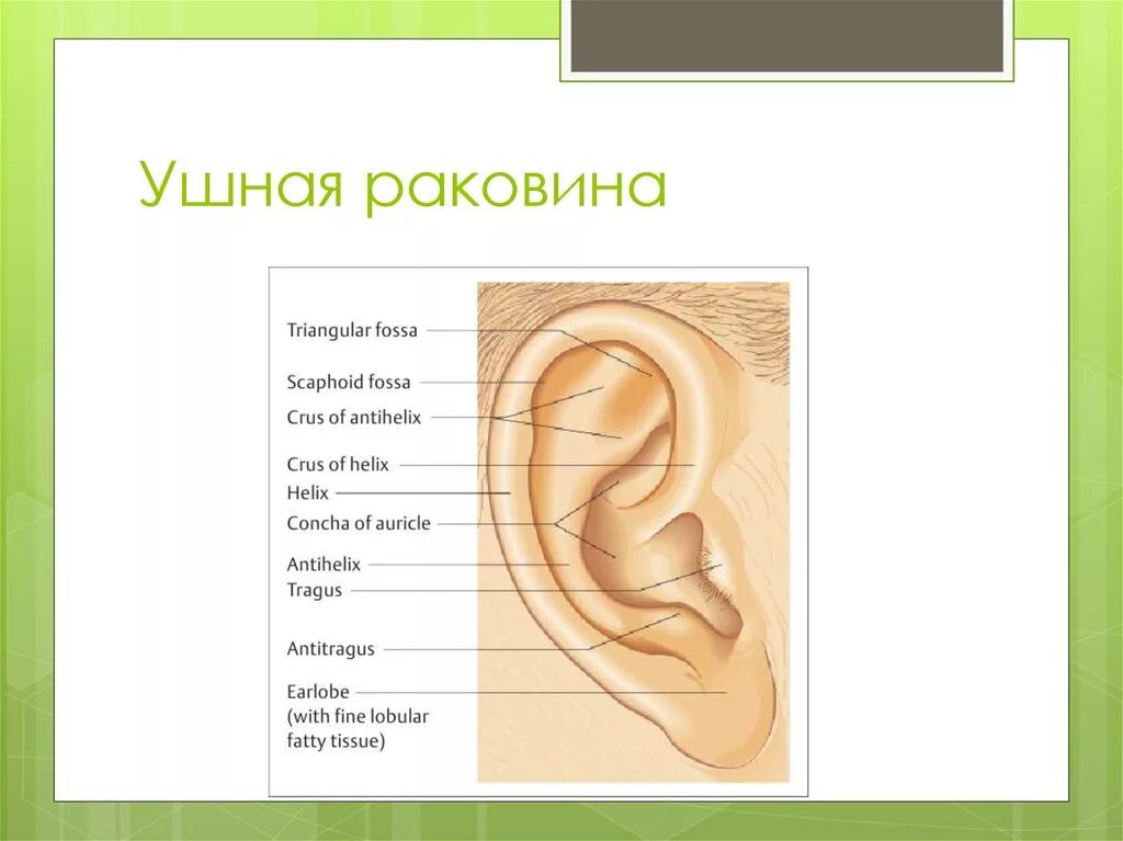 Мочка ушной раковины анатомия. Наружная ушная раковина анатомия. Анатомия ушной раковины человека. Строение ушной раковины анатомия. У каких животных есть ушная раковина