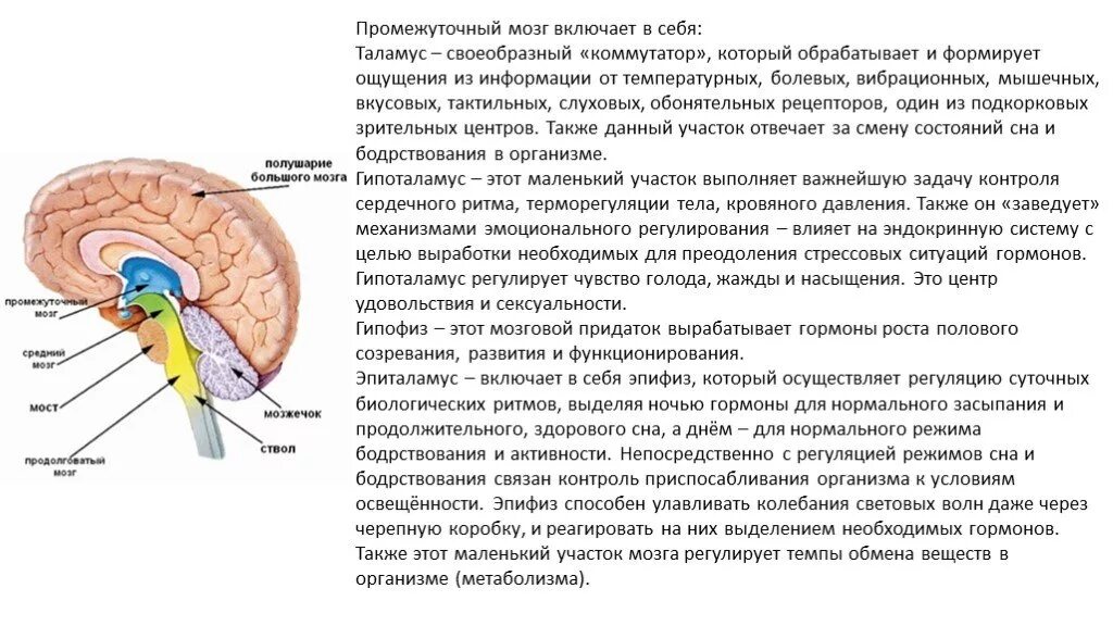 Строение головного мозга гипоталамус и гипофиз. Таблица промежуточный мозг таламус. Промежуточный мозг функции гипофиз. Структуры головного мозга таламус. Задний головной мозг включает