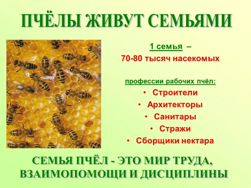 Профессии рабочей пчелы. Пчелиная семья. Строение пчелиной семьи. Структура пчелиной семьи. Жизнь пчел рабочих