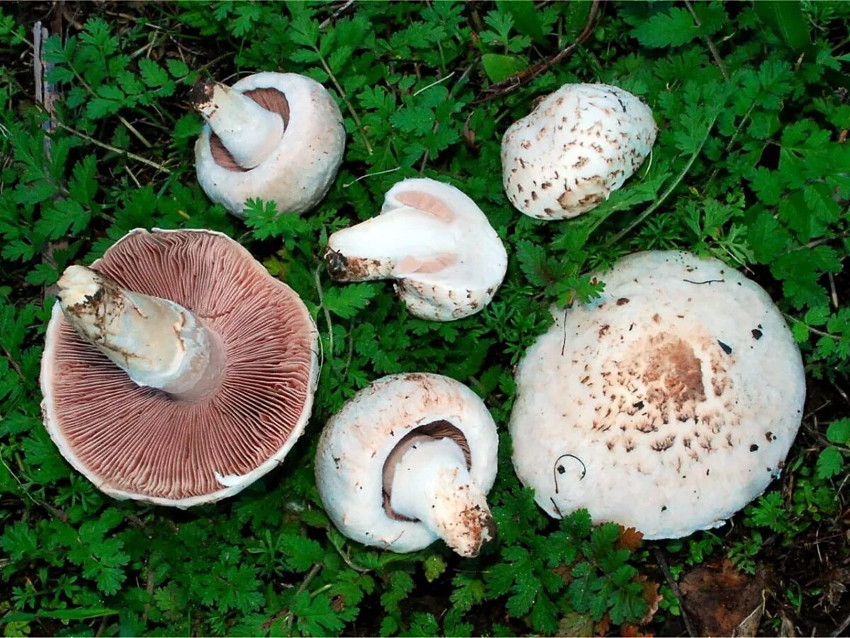 Как выглядит шампиньоны фото