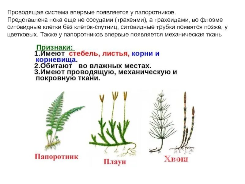 Проводящая система папоротников. Появление проводящей системы у папоротникообразных. Проводящие ткани папоротникообразных. Появление проводящей системы у папорот. Ткани плаунов