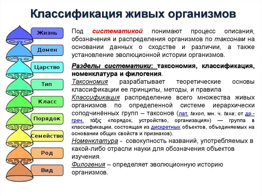 Название уровней групп. Полная классификация живых организмов. Классификация живых организмов таблица. Систематическая классификация живых организмов. Современная классификация живых организмов таблица.