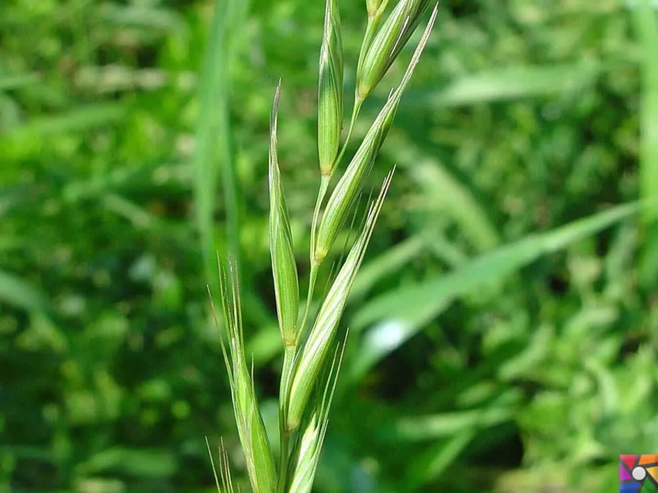 Как выглядит пырей. Пырей ползучий. Пырей ползучий (Elytrigia repens). Пырей Свинорой. Пырей сизый.