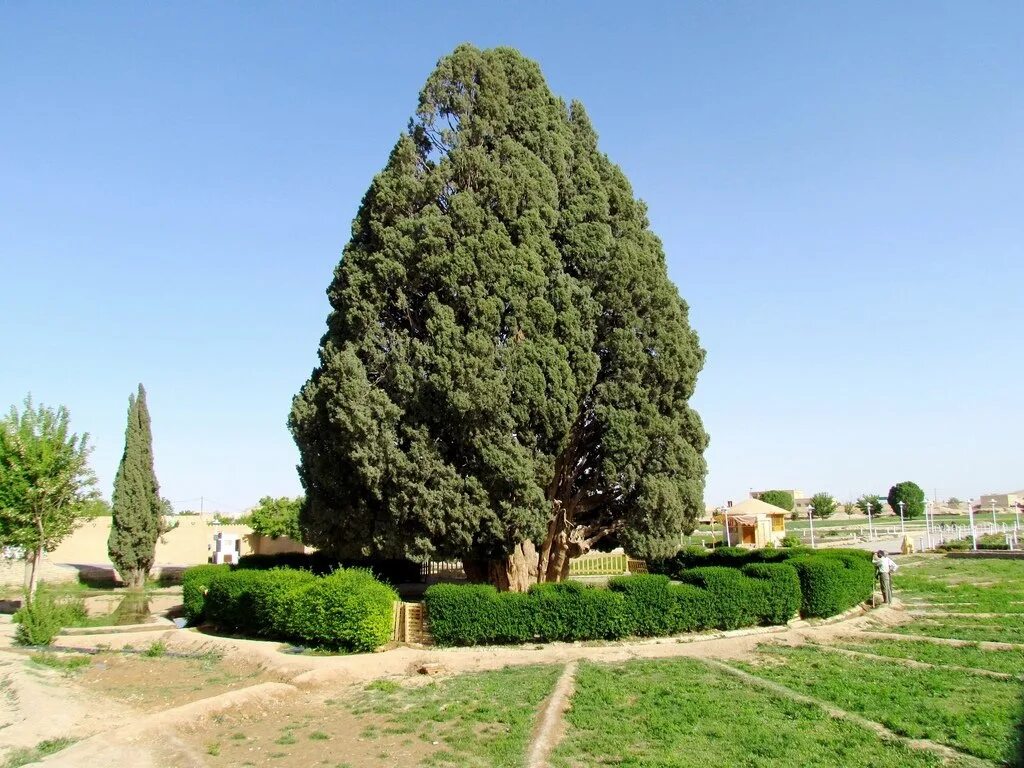 Кипарис Cupressus sempervirens. Кипарис вечнозеленый Италия. Кипарис вечнозеленый и Кипарис. Кипарис вечнозеленый пирамидальный. Кипарис что это