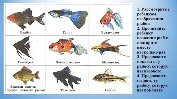 Аквариумные рыбки карточки с названиями для детей. Аквариумные рыбки названия. Аквариумные рыбки с названиями для детей. Аквариумные рыбы названия. Аквариумные рыбы для детей