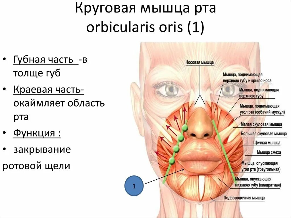 Губы мышцы рта. Круговая мышца рта строение. Круговая мышца рта прикрепление.