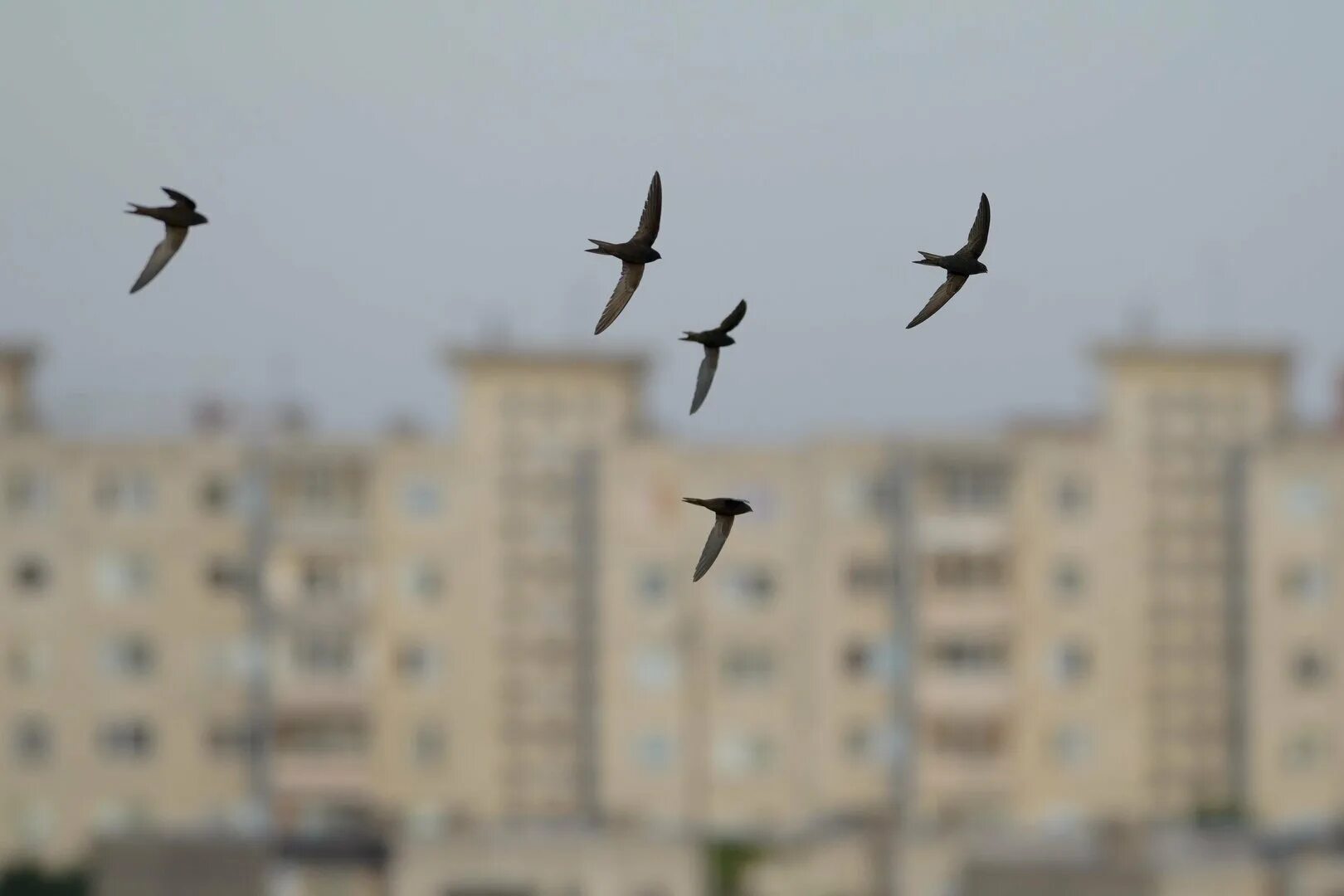 Летают птицы над домом. Вороны над домом. Птицы над городом. Птица над крышами. Летают птицы над домом.