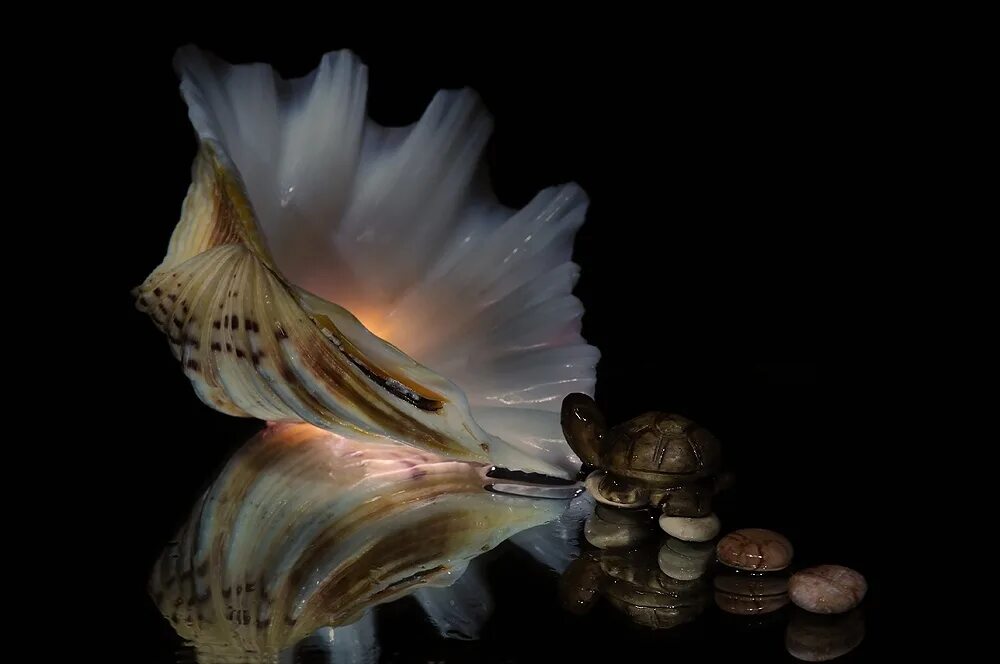 Морская Жемчужница моллюск. Морские раковины с жемчугом. Красивые морские раковины. Редкие морские раковины. Загадочная раковина
