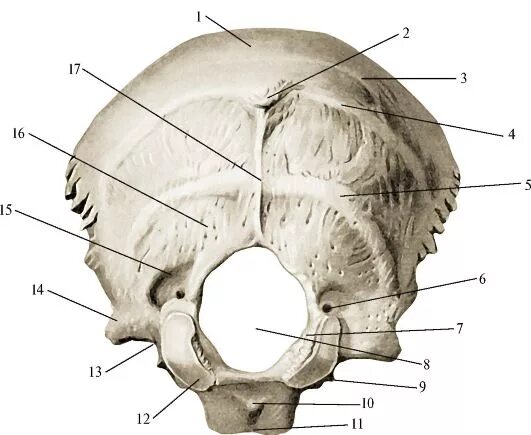Череп задняя часть